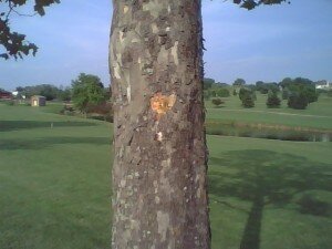 golf-ball-damaged-tree