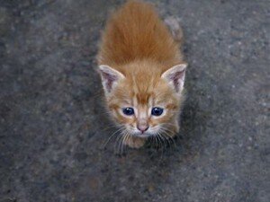 Philadelphia Kitten